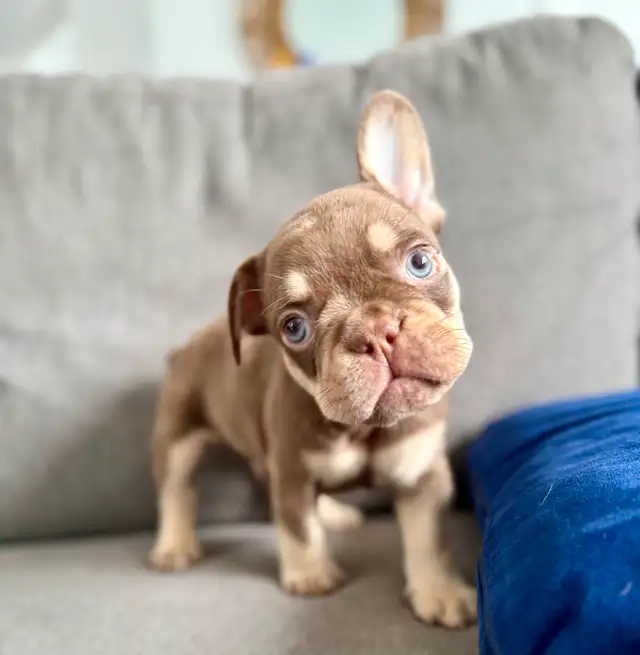 bouledogue français in Dogs & Puppies for Rehoming in Drummondville - Image 5