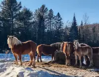 pouliche belge belgian filly  1 yrs old #450*835*1727 phone only