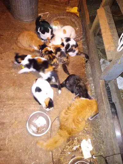 various aged barn cats for sale. Orange and white males, female calicos, etc I'm in Iron Bridge