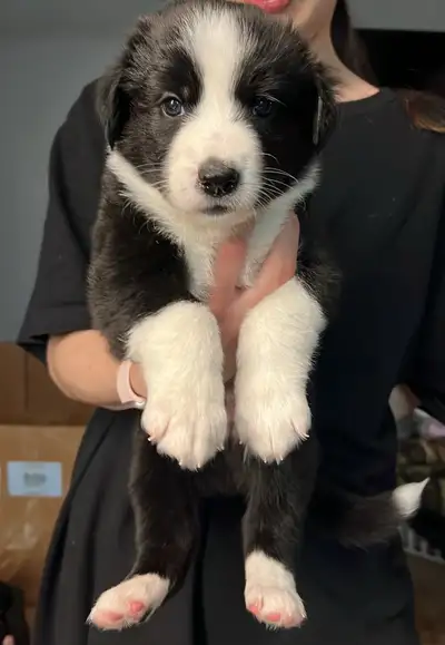 We have 7 Black Lab/ Border collies puppies for sale. 3 Girls and 4 boys.. they come with there firs...