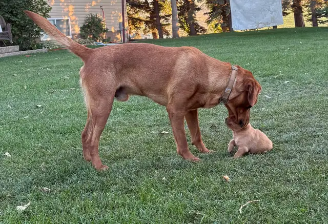 Purebred Labrador in Dogs & Puppies for Rehoming in Lethbridge - Image 9