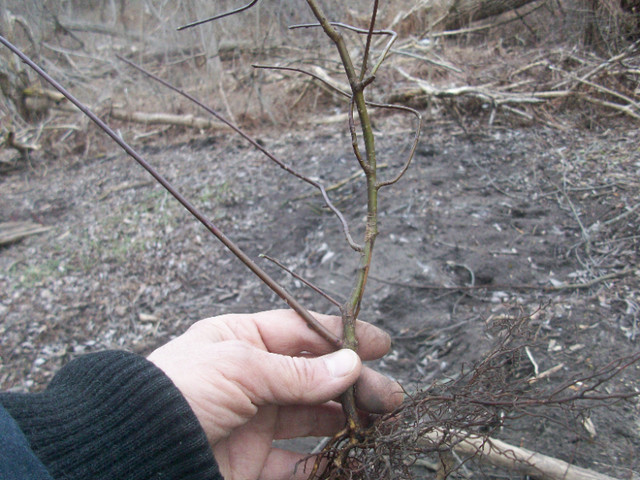 PAGODA DOGWOOD (Cornus alternifolia) OFFSHOOTS SALE in Plants, Fertilizer & Soil in Oshawa / Durham Region - Image 2