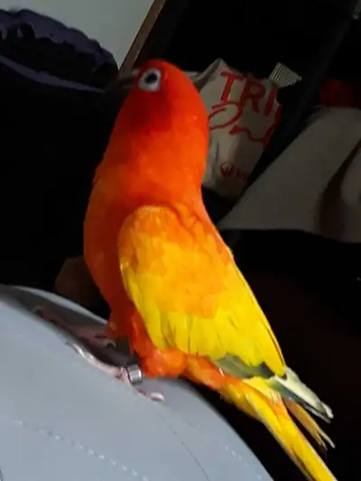 PARROTS FOR SALE GTA BIRDS EYE VIEW, View more