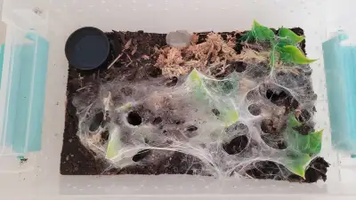 5x Monocentropus Balfouri Communal - 1.5"-2" + FREE SPIDER, View more