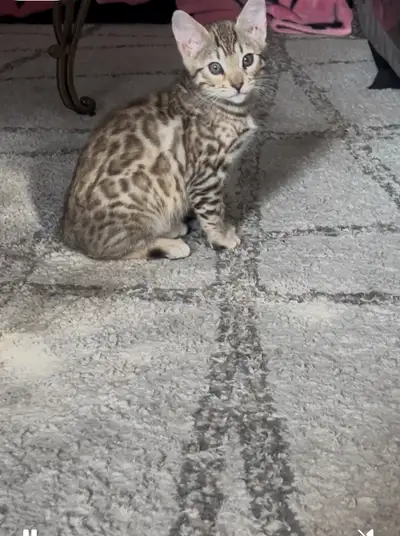 purebred bengals , View more