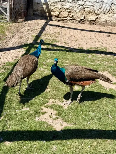 Male Peacocks, View more