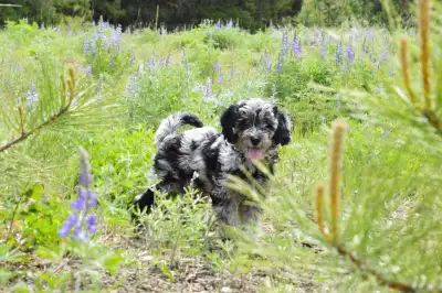 Tiny Aussiedoodle Puppies Available 15-24lbs, View more