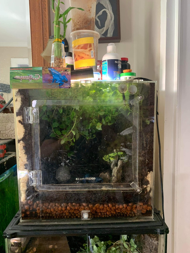 2 Blue poison dart frog with planted bioactive enclosure Reptiles