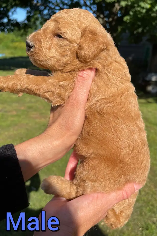 Standard poodle puppies in Dogs & Puppies for Rehoming in Mississauga / Peel Region - Image 2