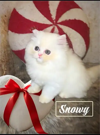 Always purring Persian Kittens, View more