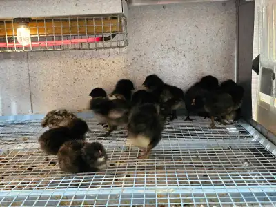 BYM straight run. Very lively chicks, they will get the good egg laying from the Deathlayer and the...