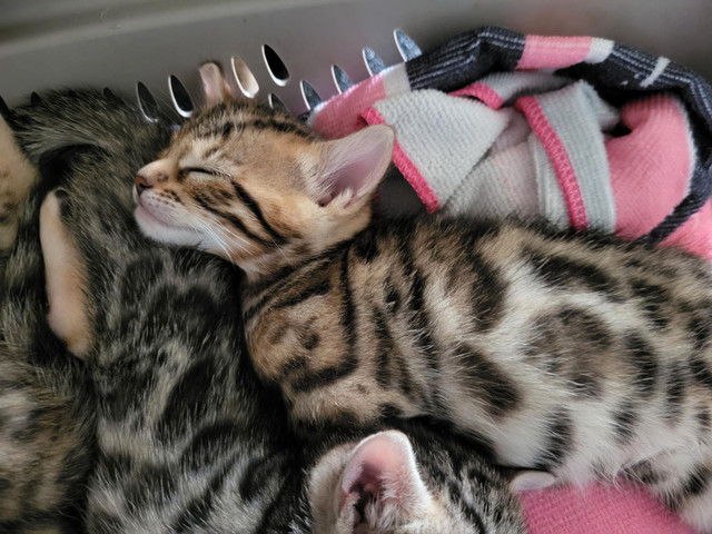 Bengal a vendre dans Chats et chatons à adopter  à Laval/Rive Nord - Image 3
