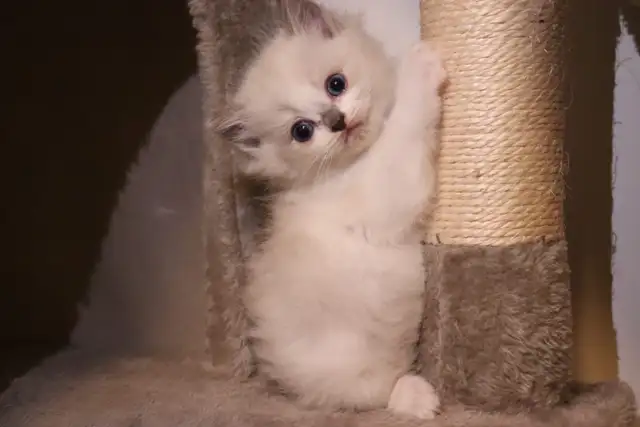 TICA Registered Purebred Ragdoll Kittens Rehoming (Read Full)
