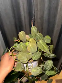 Philodendron ‘Micans’