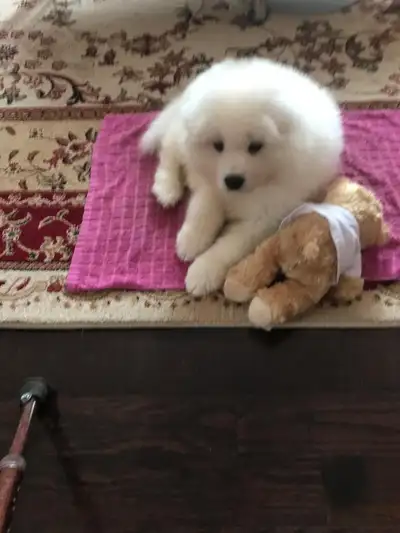 Samoyed Puppy, View more