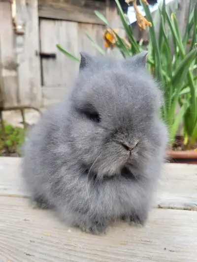 Purebred lionhead bunny rabbits, View more