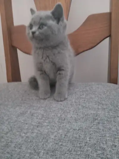 Pure Scottish straight blue kittens registered in CCA/AFC, View more