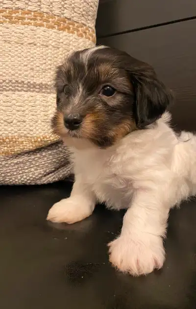 HAVANESE REGISTERED CKC PUPPIES, View more