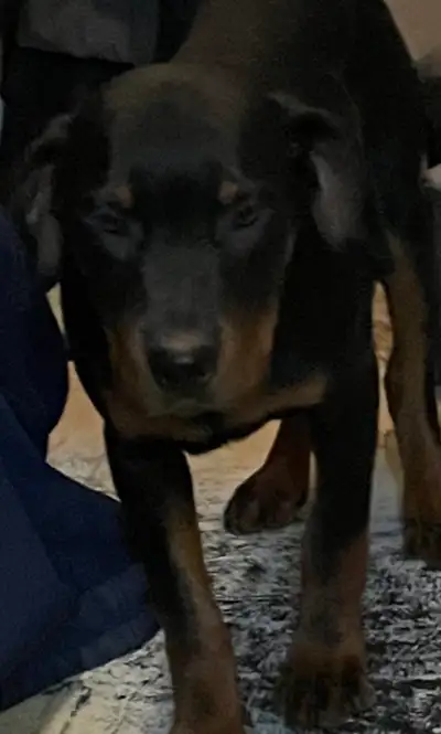 Chiot rottweiler, View more