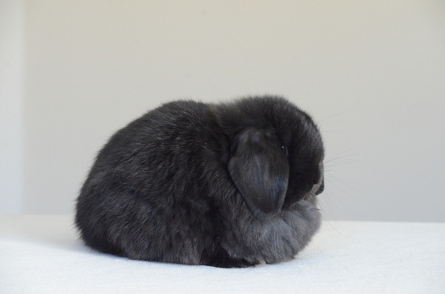 Purebred Holland Lop bunny in Small Animals for Rehoming in Abbotsford