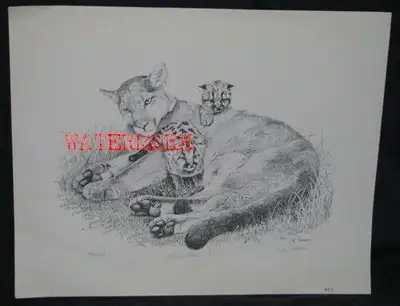 MOUNTAIN LION / COUGAR ORIG. LTD. ED., SIGNED  by DAN ANDREWS, View more