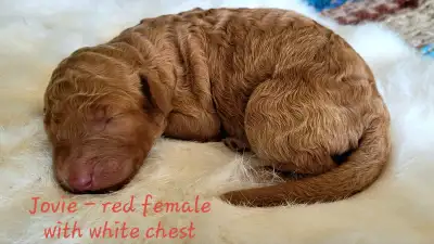 F1BB Goldendoodle Puppies, View more