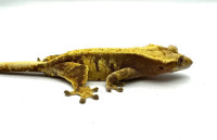 RTB Female High Coverage Extreme Harlequin Crested Gecko