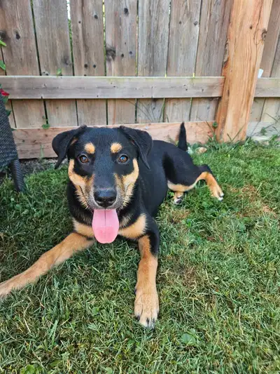 Rescue Puppy for Adoption, View more