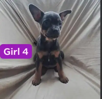 French bulldog / Chihuahua puppies looking for their forever homes they are 9 weeks old and have the...