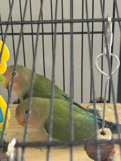 2love birds, View more