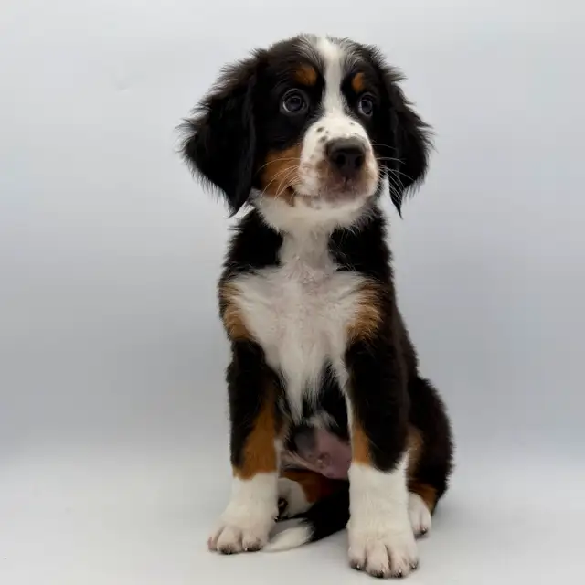 Guardian Homes Wanted - Bernese Mountain Dogs Male & Female! in Dogs & Puppies for Rehoming in Markham / York Region - Image 9