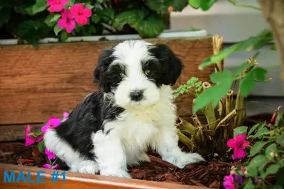 Havanese puppies, View more