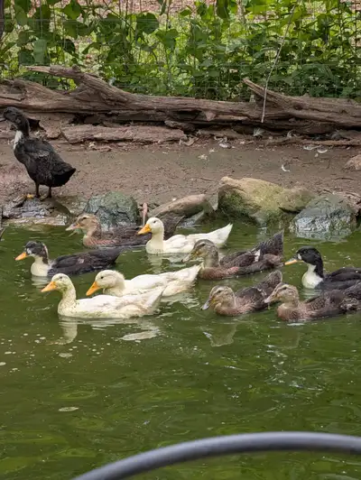 Silver Appleyard and Pekin Cross Ducks, View more