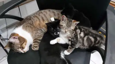 Baby kittens for rehoming , View more