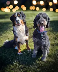 ✨️ Standard F1 Bernedoodles from HEALTH TESTED pawrents ✨️