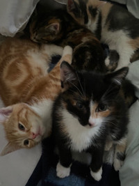 four kittens