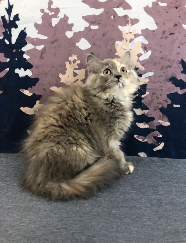 Big Cuddly Maine Coon