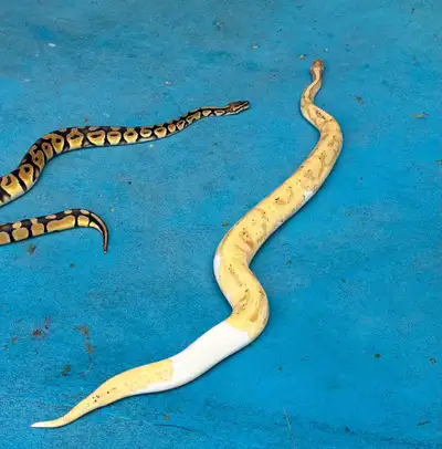 Adult Ball Pythons  , View more