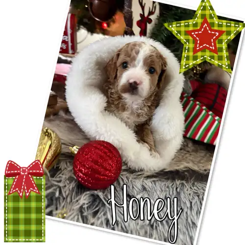 Mini Golden Doodles Available – Guardian & Forever Homes We have 8 beautiful puppies available from...