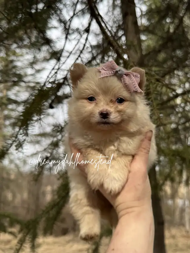 Female Pomeranians in Dogs & Puppies for Rehoming in Edmonton - Image 9