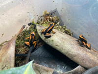 Phyllobates Terribilis poison dart frog froglets