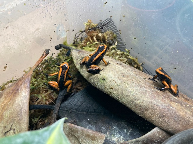 Phyllobates Terribilis poison dart frog froglets in Reptiles & Amphibians for Rehoming in St. John's