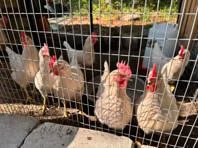 new laying hens, View more