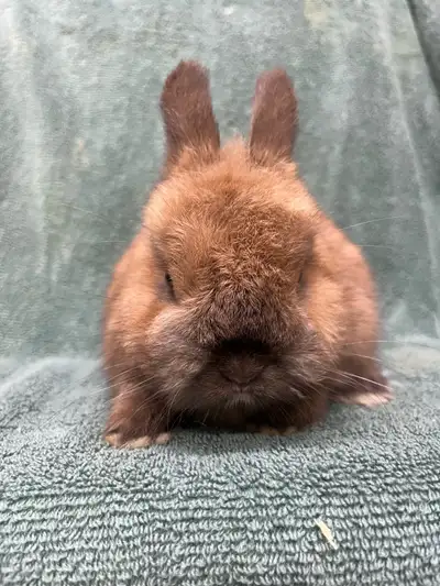 Netherland Dwarf Buck, View more