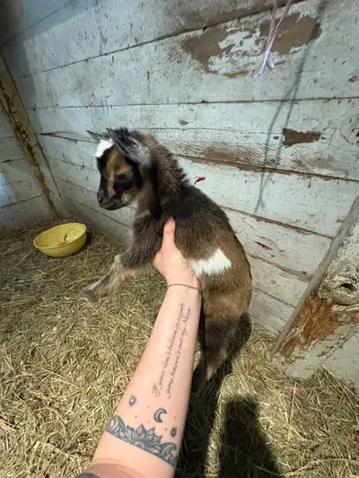 Pic 1// doeling ready beginning of June purebred ND $300 Pic 2// buckling ready beginning of June pu...