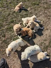 Pyrenees cross puppies for sale