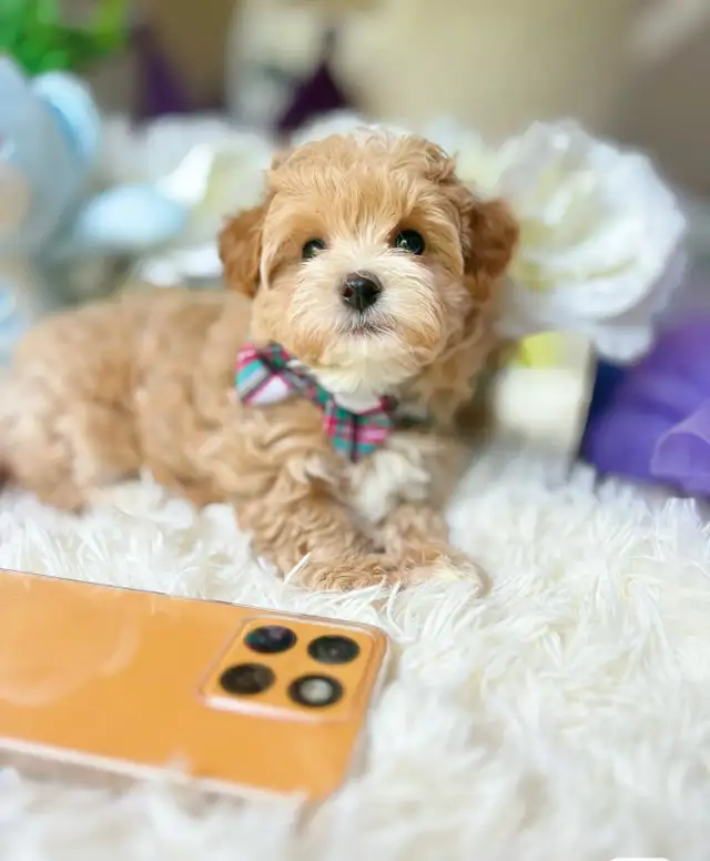 TeddyBear Maltipoo puppy Mini tiny size (poodle/Maltese in Dogs & Puppies for Rehoming in City of Toronto - Image 9