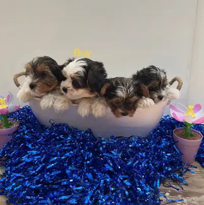 Lovable Biewer Yorkie Terrier Puppies, View more
