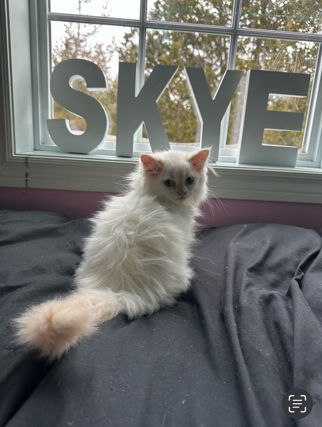 Purebred Himalayan kitten in Cats & Kittens for Rehoming in Belleville