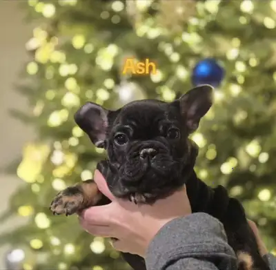 xmas special this weekend french bulldog, View more